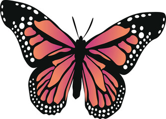 Poster - Flat butterfly is showing orange-pink wings, black veins and white spots on transparent background