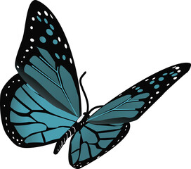 Poster - Butterfly flapping teal-blue wings in flat design, black veins, white spots, transparent background