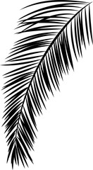 Poster - Displaying flat palm frond showing diagonal curved stem with leaflets and transparent background