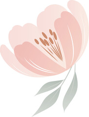 Poster - Pink bloom is showing petals, stamens, leaves in flat design, tilting on transparent background