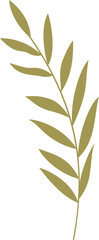 Poster - Flat botanical illustration is showing slender branch with pointed leaves on transparent background