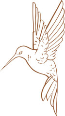 Poster - Stylized hummingbird line art is hovering on transparent background, showing feather contours