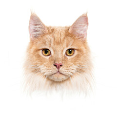 Poster - Portrait of ginger maine coon cat staring with intense gaze on white background