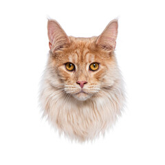 Poster - Portrait of ginger maine coon cat staring on white background