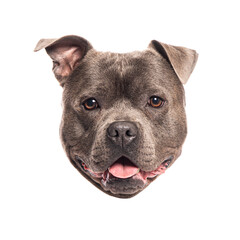 Poster - Portrait of adorable staffordshire bull terrier smiling on white background