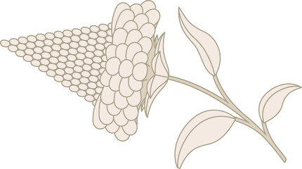 Poster - Botanical cluster is appearing in flat style with berries on stem, leaves, transparent background