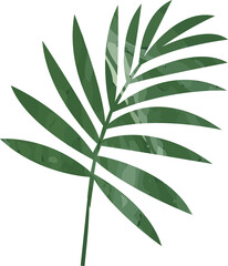 Poster - Flat botanical design showing palm frond on transparent background, displaying mottled green leaves