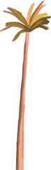 Poster - Stylized palm tree vector is showing slender trunk with radiating fronds on transparent background