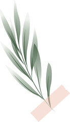 Poster - Flat design is featuring green twig taped with peach tape on transparent background