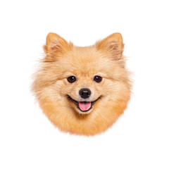 Poster - Adorable pomeranian dog showing tongue on white background