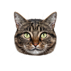 Poster - European shorthair cat staring with intense green eyes on white background
