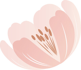 Poster - Pink blossom is unfolding in flat style with gradient petals, brown stamens, transparent background