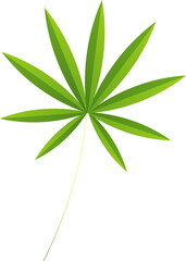 Poster - Flat design stylized green leaf is radiating pointed leaflets on transparent background, copy space