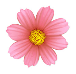 Poster - Flat pink flower is floating on transparent background, showing yellow center and eight petals