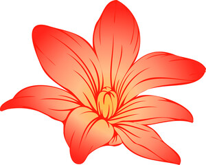 Poster - Showing six-petal vector lily blossom with gradient, veins, stamen or pistil, transparent background
