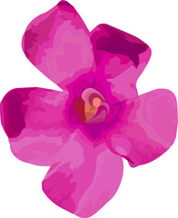 Poster - Pink magenta abstract flower blooming in vector design showing five petals, transparent background