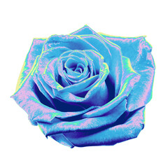 Poster - Stylized blue and violet rose is glowing with neon highlights against transparent background