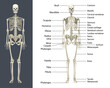 © neelstock - Human Skeleton with labels, Printable human skeleton diagram