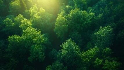 Poster - Aerial View of Lush Forest: Sunlight streams through the dense canopy of a vibrant green forest, creating a breathtaking aerial view of nature's beauty and tranquility.