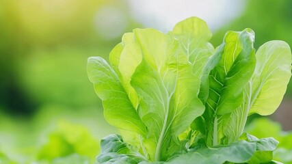 Aufkleber - Lush Green Lettuce : A close-up shot of a vibrant, fresh, green lettuce plant bathed in the soft glow of natural light. Showcasing its organic freshness and verdant color in a healthy garden setting.