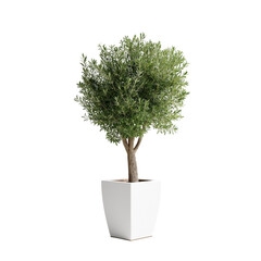 isolated cutout olive tree in pot, best use for landscape or interior design , best use for post pro