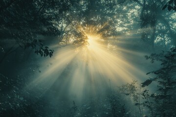Poster - Sunlight breaks through the dense forest canopy, casting ethereal rays in the early morning mist near a tranquil woodland path