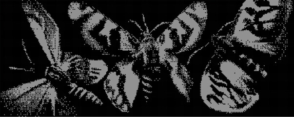 Poster - Detailed digital representation of three moths showcasing intricate patterns and textures captured in a monochrome aesthetic
