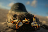 A close-up of goose barnacles attached to a weathered boot, washed ashore. A symbolic capture of resilience, marine life, and the intersection between nature and manmade waste.
