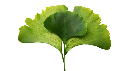 Close up ginkgo biloba fan shaped leathery in texture.