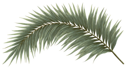 Aufkleber - Detailed tropical palm leaf illustration on isolated white backdrop