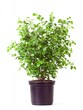 © Enjoy - Lush Green Shrub with Red Berries in Dark Brown Pot Against White Background