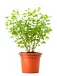 © Enjoy - Lush Green Plant in Terracotta Pot Against White Background