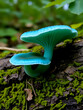© Cynthia - Green elf cup fungus (Chlorociboria aeruginascens). Beautiful blue-green cup fungus in the family Helotiaceae, growing on fallen oak