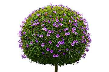 Pink and purple flowers bloom on a vibrant tree branch, a beautiful natural design of the spring season