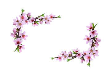 Wall Mural - spring peach twigs in floral corner arrangements isolated on white or transparent background.