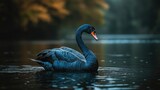 Striking black swan on dark water