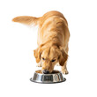© Helena  - Dog eating food from a bowl isolated on transparent or white background, png