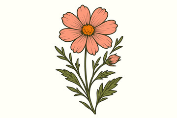 vintage wildflower illustration of a pink cosmos flower. botanical art in a retro, hand-drawn style.
