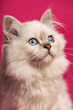 Close-up of a Birman cat, looking up, on pink background
