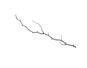 bare tree branch with small buds angled view isolated on transparent background