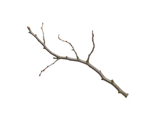 Bare tree branch with small buds, textured bark, and subtle earthy tones