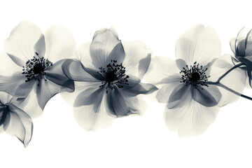Poster - Delicate floral blossoms gracefully arranged on a black minimalist design showcasing elegance and simplicity