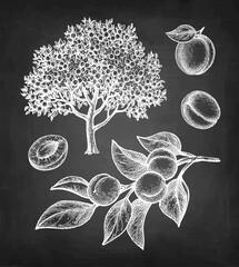 Wall Mural - Apricot tree and fruits chalk sketches.