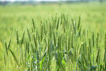 Wall Mural - spikelets. Fresh green young unripe juicy spikelets of wheat on a blurred green field. Oats, rye, barley. harvest in spring or summer, closeup of a field. agricultural field, agriculture, farmland