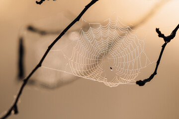 Morning dew drops caught in intricate spider web