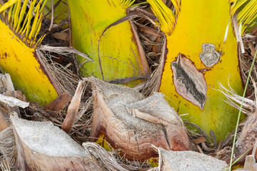 Close up of palm tree trunk showing intricate textures and vibrant colors