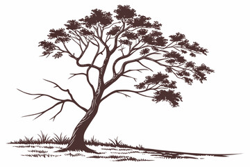   Elegant Arbutus Tree Clipart: Detailed Botanical Illustration