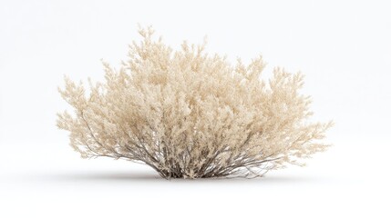 Poster - isolated shrub on pristine white background