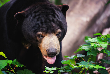 malaysian bear (helarctos malayanus) detail portrait