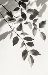 Poster - Silhouetted Leaves Create Delicate Patterns Against a Light Background in a Tranquil Setting That Emphasizes Nature?s Beauty and Simplicity